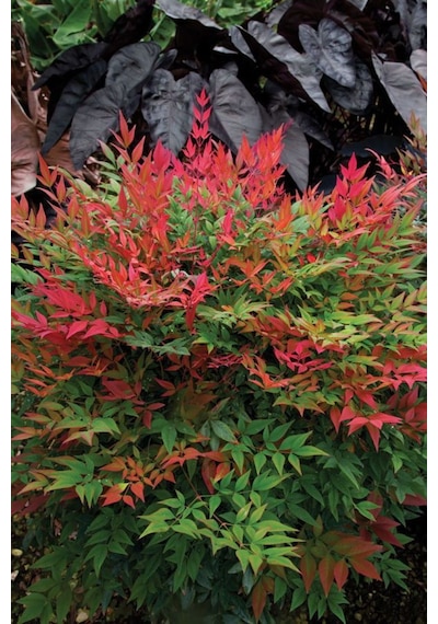 Bahçevilya 2 Yaşında Tüplü Nandina Cennet Bambusu Fidanı