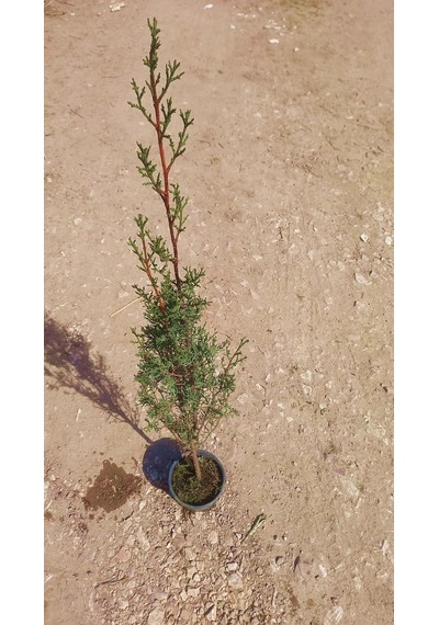 Kabir Ağacı Mezarlık Çamı 100 Cm
