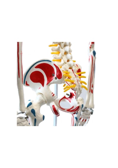 Tam İskelet Maketi 85 CM Model 8