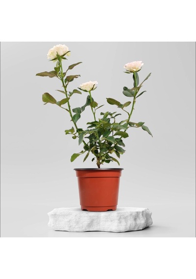 Saksıda Beyaz Gül Fidanı