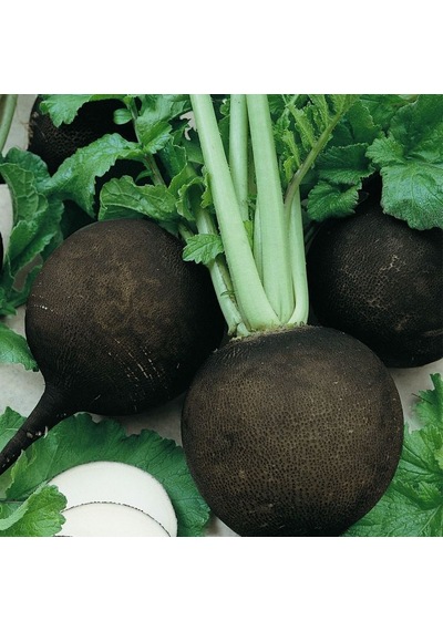 Siyah Turp Tohumu 10 GR 3000 Adet Kara Turp Tohumu
