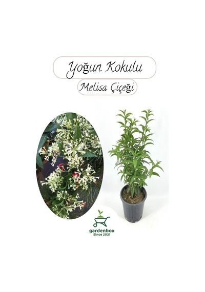 Melisa Çiçeği Yoğun Kokulu 1 Adet 30-40cm Saksılı Cestrum Nocturnum