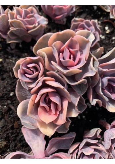10 Adet Rainbow Echeveria Succulent Tohumu