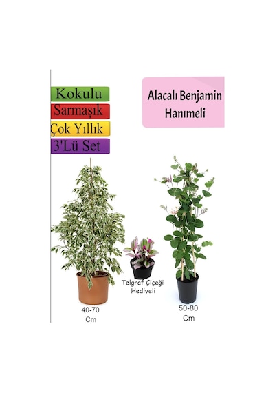 Alacalı Beyaz Benjamin Bitkisi+ Hanıme+ Telgraf Çiçeği