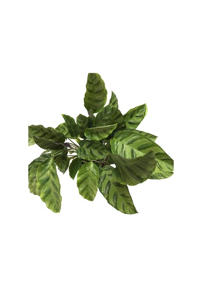 Calathea Albertii Dua Çiçeği