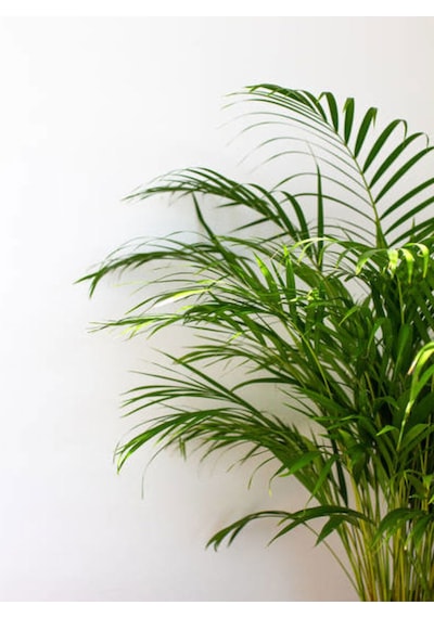Videolu Areka Palmiyesi 1 Adet Saksılı 100-120cm Ev Ofis Dekoratif Canlı Bitki Dypsis Lucentes