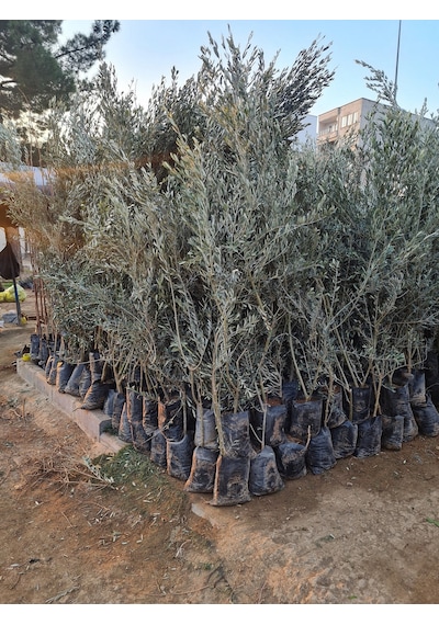 Gemlik Trilye Zeytin Fidanı 5 Yaş 1,5 Metre Boy