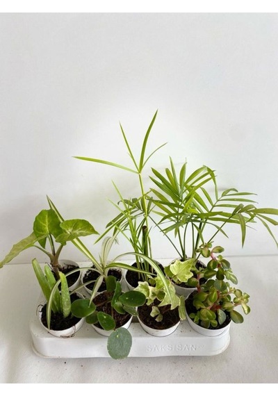 8'li Bitki Seti Mini Melek Kanadı+aleovera+pilea+kurdele+hedera+japon Şemsiyesi+areka+yeşim