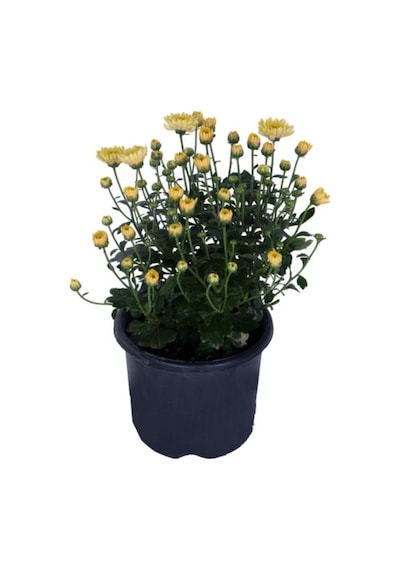 Sarı Kasımpatı Çiçeği Fidesi Fidanı 15-25 Cm