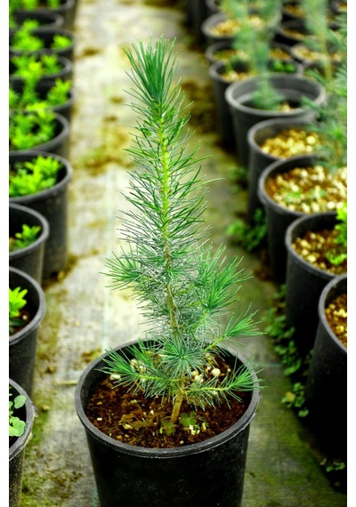 Elder Çamı Fidanı 3 Adet - Pinus Elderica 30-40 Cm