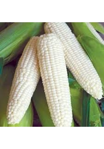 Nadir İthal Waxy Corn Mumlu Beyaz Mısır Tohumu 5 Tohum Darı Tohum
