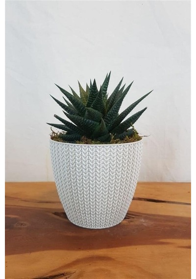 Haworthia Limifolia | Beyaz Sümela Saksıda