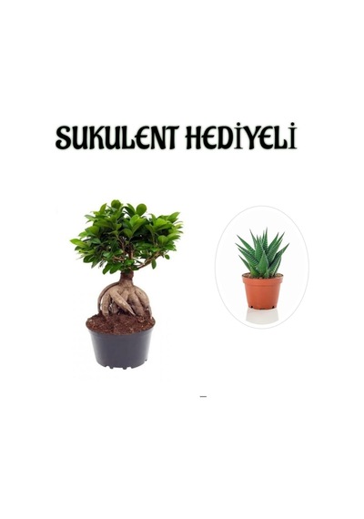Hediyelik Bonsai Bitkisi, Sukulent Hediyeli, Teraryum Bitkisi