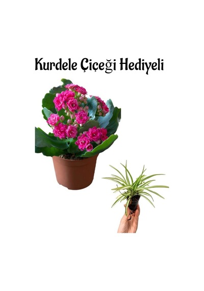Hediyelik Pembe Renk Kalanşo Kalanchoe Çiçeği Sevgililer Gününe Özel Kurdele Çiçeği Hediyeli