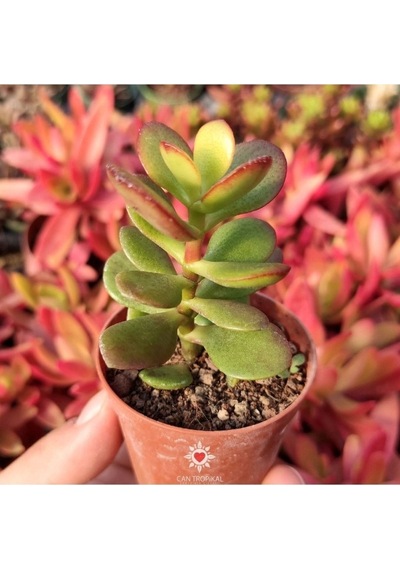 Crassula Ovata, Para Ağacı, Feng Shui, 10-20 Cm