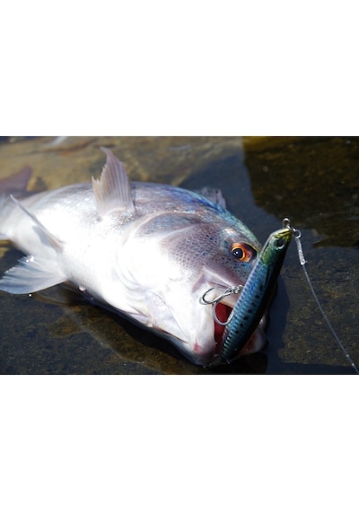 Duo Rough Trail Malice 130 Aha0109 / Mackerel Hd