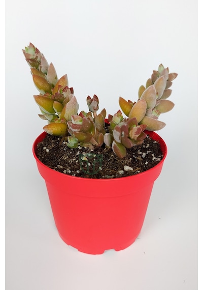 Crassula Moonglow Hybrid Fildişi Kule Nadir Sukulent Pembe Çiçek