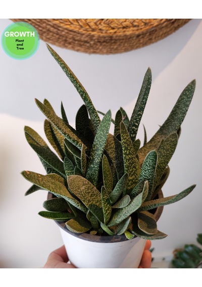 Gasteria Verrucosa Sukulent 1 Adet