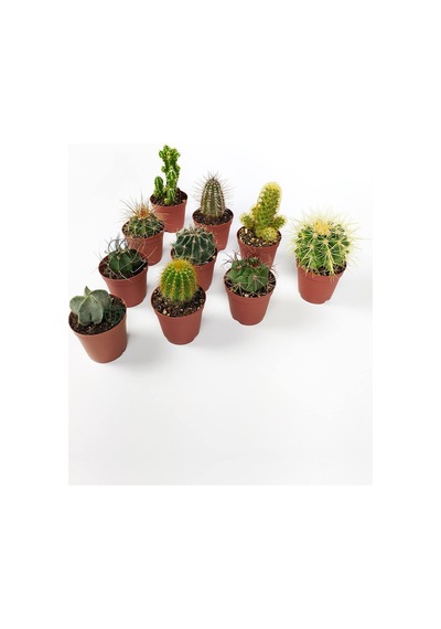 10 Lu Kaktüs Set - Özel Türler - 5.5 Cm Saksıda Sku: Smgstkb4c0b43ea8