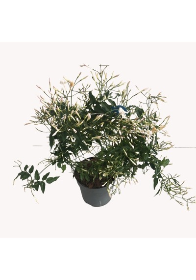 Jasminum Polyanthum - Arap Yasemini