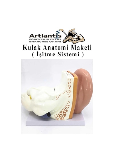 Kulak Anatomisi Modeli 1 Adet İnsan İşitme Sistemi Ses Anatomik Modeli Deney Bilim Tıbbi Model Kulak Maketi Masaüstü