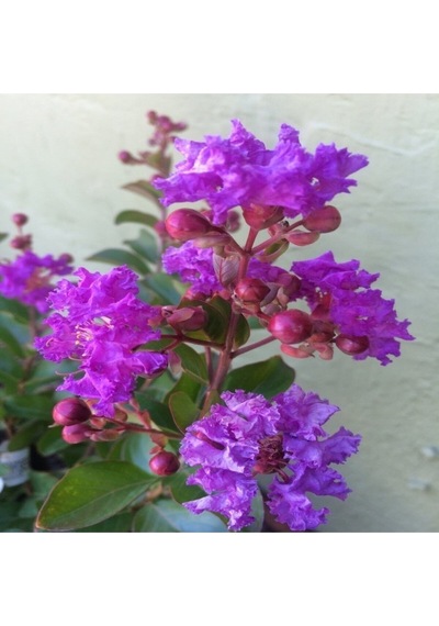 Videolu Mor Renk Oya Ağacı Fidanı 40-65 Cm Saksılı Dış Mekan Ağaçları Purple Lagerstroemia