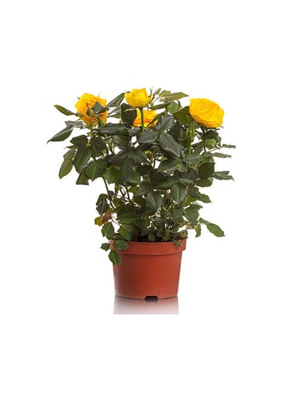 Sarı Kokulu Gül Fidanı 50-70 Cm 5 Adet Saksılı Bahçe Gülü Yellow Roses