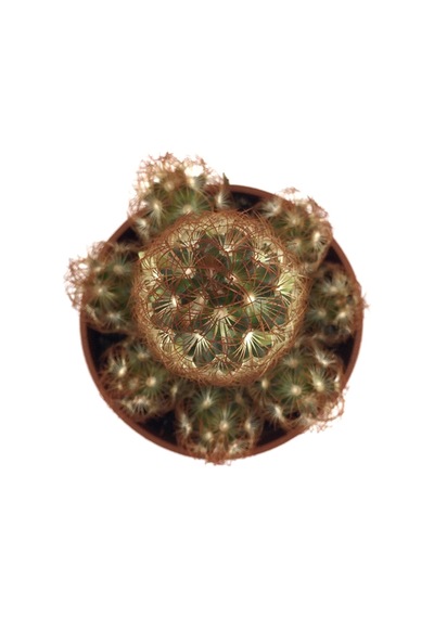 Mammillaria Elongata 'copper King' Kaktüs Ø5,5 Cm Y0-10 Cm
