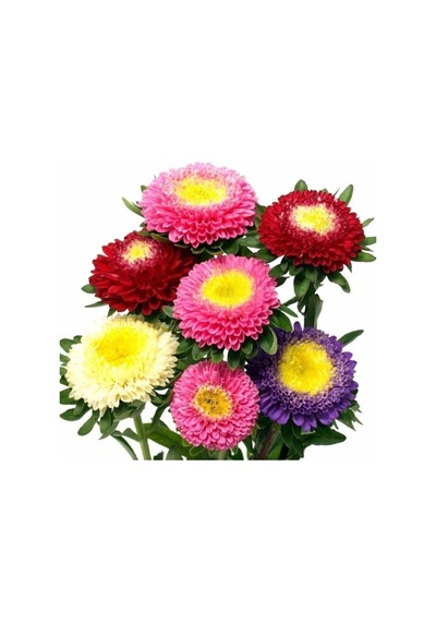Aster Çiçeği Tohumu 50 Adet