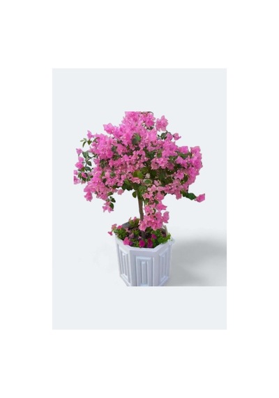 Pembe Mor Bodur Begonvil Fidanı 10-20 Cm