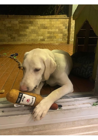 Bottle Toy, Köpek Oyuncağı, Kedi Oyuncağı, Peluş Oyuncak Beyaz
