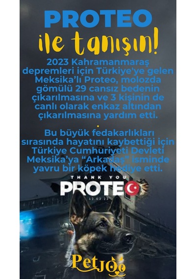 Petjoo 24.Proteo Sarı-Mavi Qr'lı Köpek Künyesi