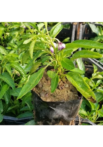 Kavun Aromalı Pepino Fidanı 10-20 Cm