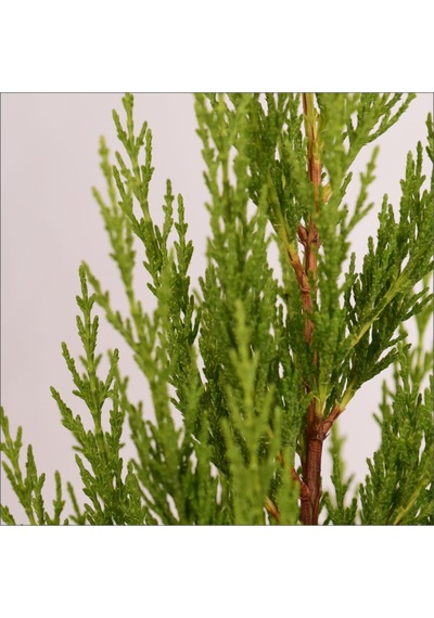 Limoni Servi 30-50 Cm
