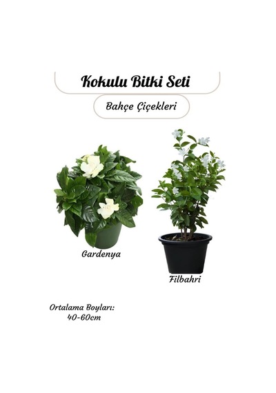 2'li Kokulu Bitki Seti Filbahri Philadelphus +gardenya Çiçeği Bahçe Balkon Çiçeği