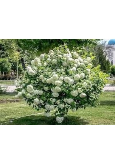 Kartopu Çiçeği Fidanı Viburnum Lucidum 40-60 Cm