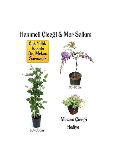 Kokulu Hanıme Çiçeği+mor Salkım Ağacı Fidanı Mezem Çiçeği Peyzaj Seti