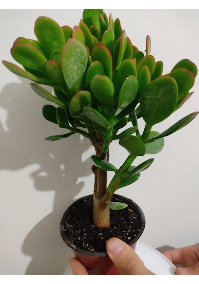 Bonsai Para Çiçeği Şans Çiçeği Bereket Çiçeği 10-20 Cm