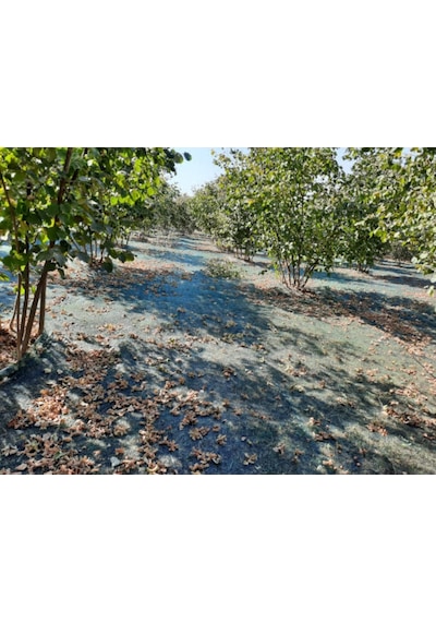Morilu Fındık Filesi - Fındık Toplama Filesi - 40'Lık - Yeşil - Fındık Altı Filesi - UV Katkılı Morilu Fındık Filesi - Fındık Toplama Filesi - 40'Lık - Yeşil - Fındık Altı Filesi - UV Katkılı