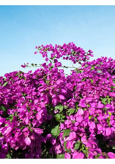 Mor Begonvil Çiçeği Fidanı 20-40cm Saksılı Çiçekli Bodur Bitkiler Purple Bougainvillea