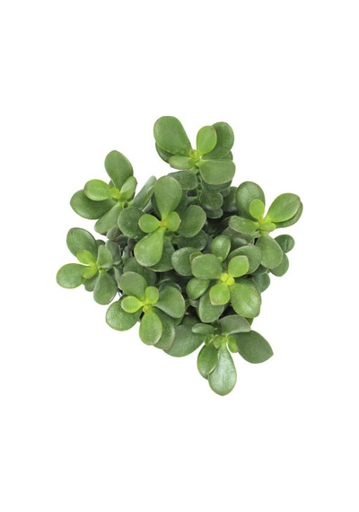 Crassula Ovata - Para Ve Şans Bitkisi - 5 Adet Sukulent - Terary