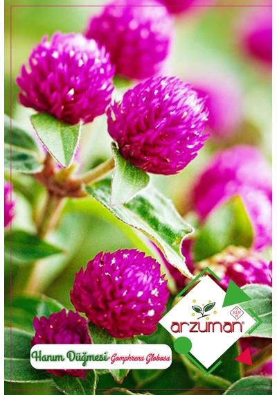 Hanım Düğmesi Çiçeği Tohumu 20 Adet Tohum N112449