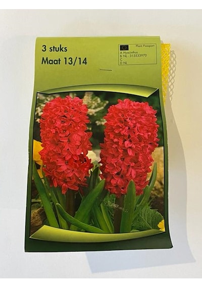 Hyacinthus Orientalis Sümbül Soğanı 3 Adet