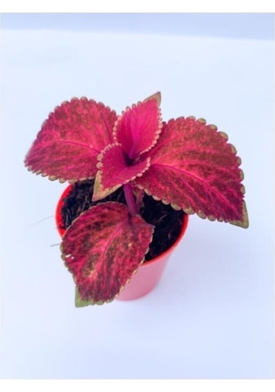 Red Coleus Mini Yaprak Güzeli Kolyoz Çiçeği 10-20 Cm
