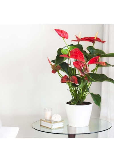 Anthoryum  - Flamingo Çiçeği (Anthurium) 40 cm