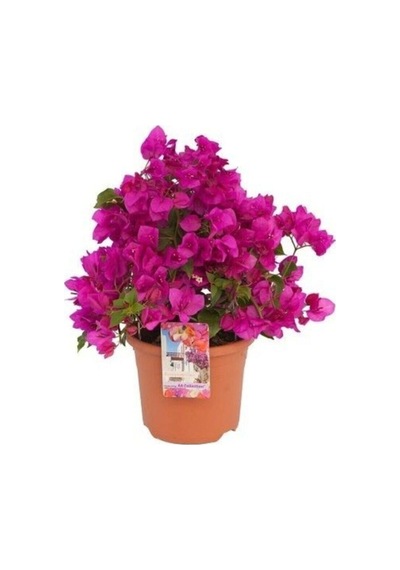 Canlı Mor Renli 1 Adet Bodur Begonvil Bitkisi 15-30cm Saksılı Bougainvillea Seedling