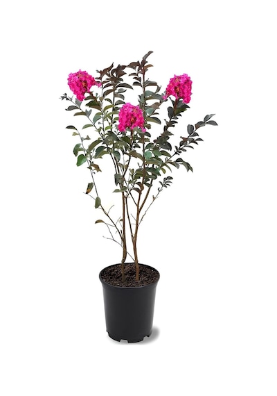 Kokulu Filbahri Sarmaşığı+ Pembe Renk Oya Ağacı Fidanı Saksılı