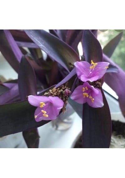 Mor Telgraf Kara Sevda Çiçeği Tradescantia 10-20 Cm