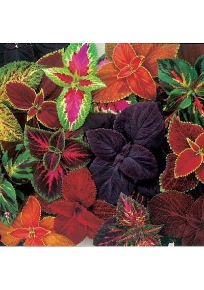 Yaprak Güzeli Karışık Renkli Kolyos Coleus Çiçeği 1 Adet 10-20 Cm