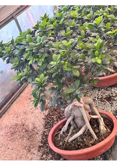 40 Yaşında Ithal Ficus Ginseng Bonsai Ağacı - Özel Koleksiyon Canlı Bitki